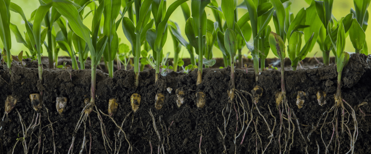 Planta de milho com corte no solo para mostrar as raízes e evolução da mobilidade dos nutrientes