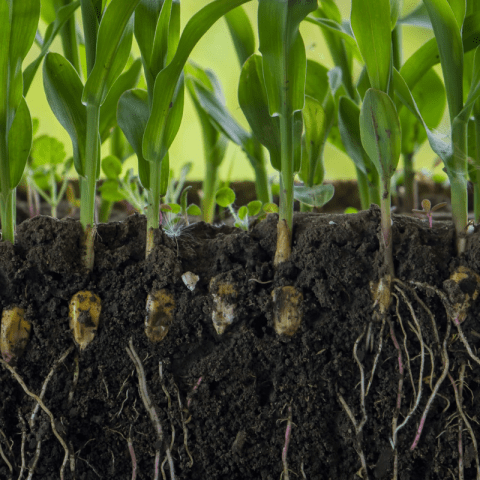 Planta de milho com corte no solo para mostrar as raízes e evolução da mobilidade dos nutrientes