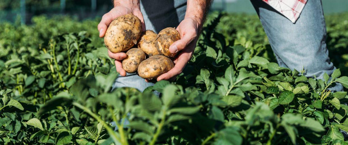 Mãos segurando 5 batatas colhidas em uma lavoura da cultura