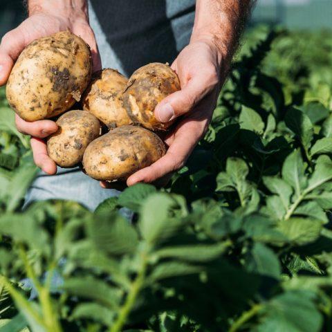 Mãos segurando 5 batatas colhidas em uma lavoura da cultura