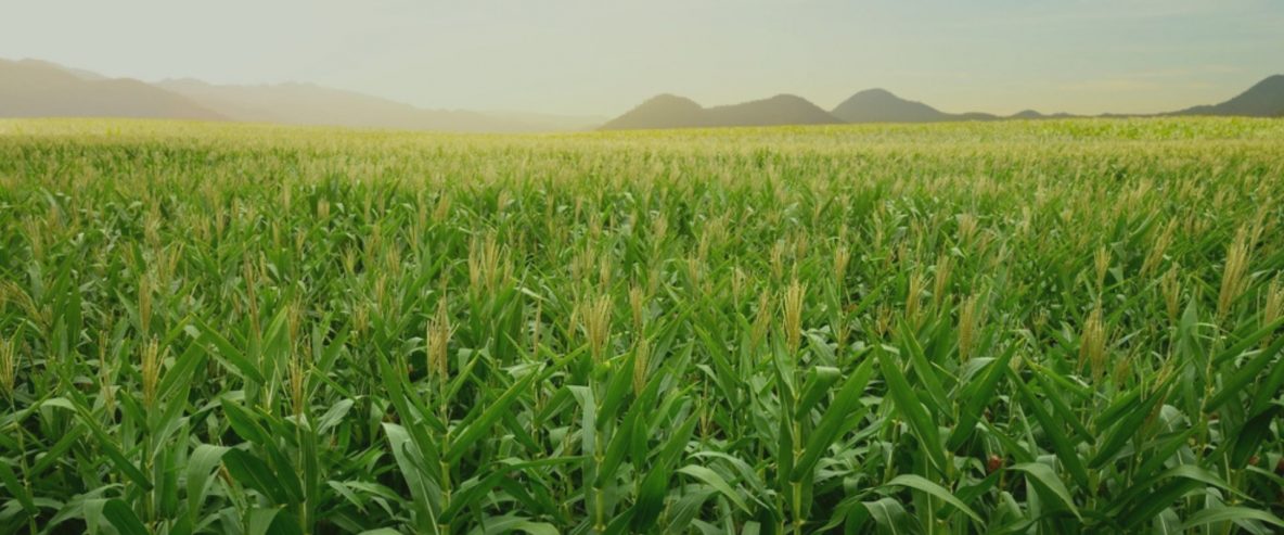produtividade no campo