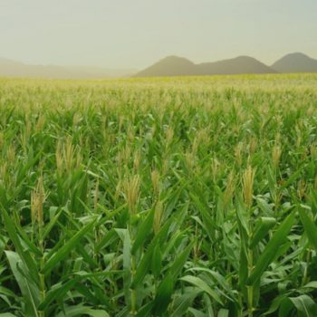 produtividade no campo