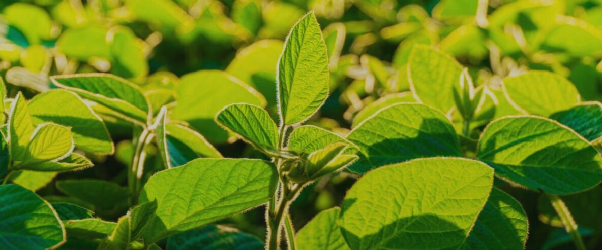 o melhor adubo para soja