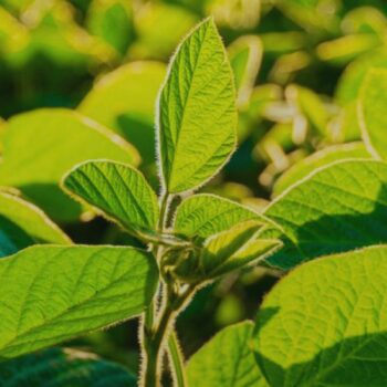 o melhor adubo para soja